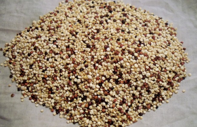 quinoa-001
